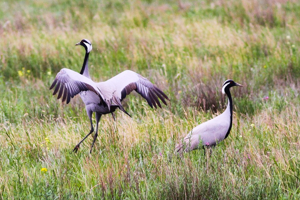 Grulla damisela (Grus virgo)