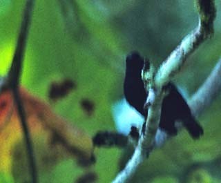 Kokosinsel-Darwinfink (Pinaroloxias inornata)