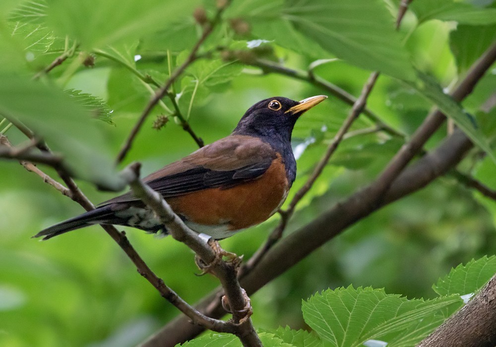 Kurodadrossel (Turdus celaenops)