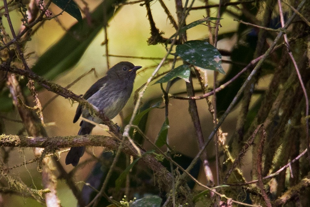 Fan-tailed Berrypecker (Melanocharis versteri)