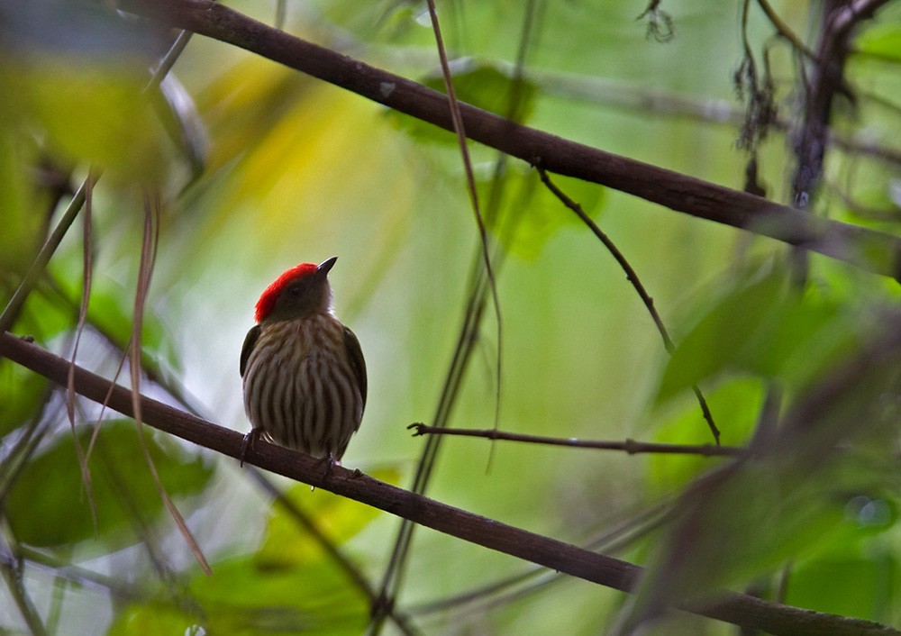 Saltarín rayado oriental (Machaeropterus regulus)