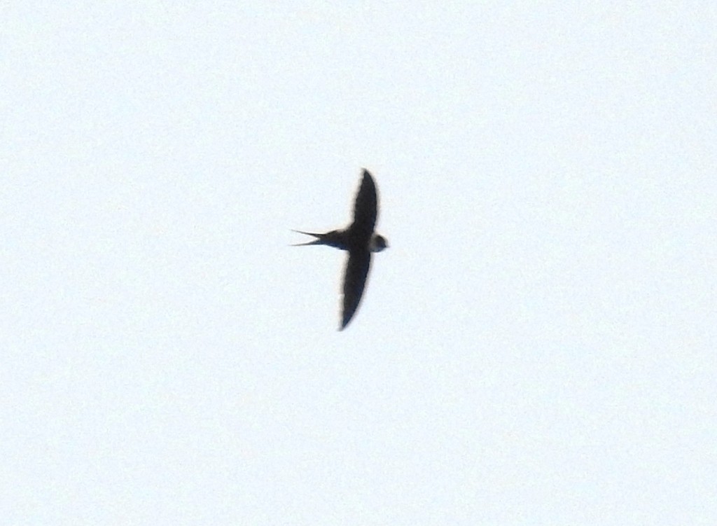 Great Swallow-tailed Swift (Panyptila sanctihieronymi)
