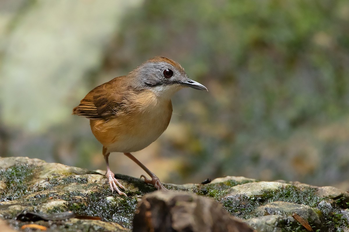 短尾雅鶥 (Pellorneum malaccense)