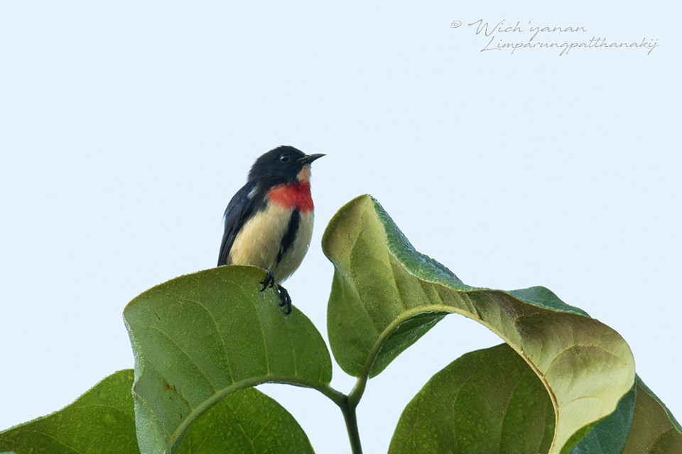 Roodborsthoningvogel (Dicaeum sanguinolentum)