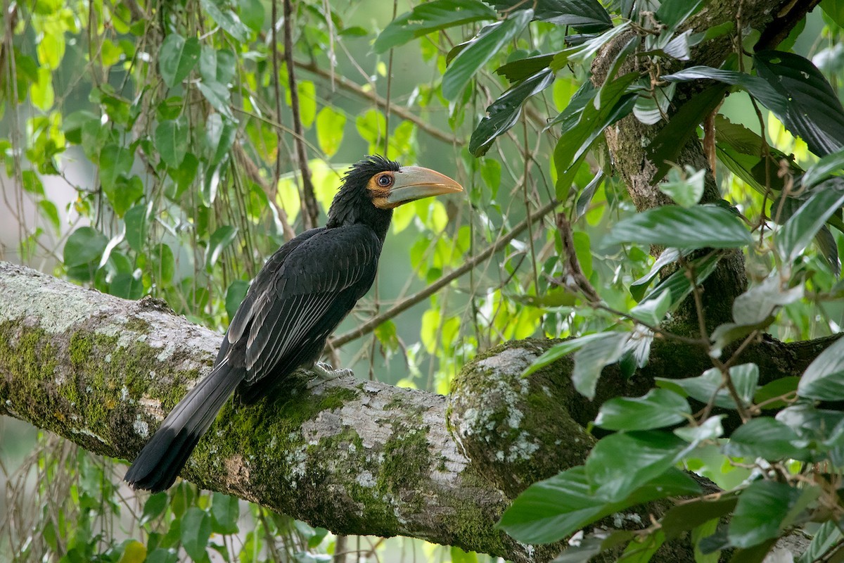 Cálao crestado (Anorrhinus galeritus)