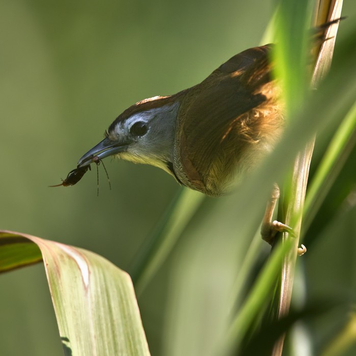 Timalí Perlado (Cyanoderma melanothorax)