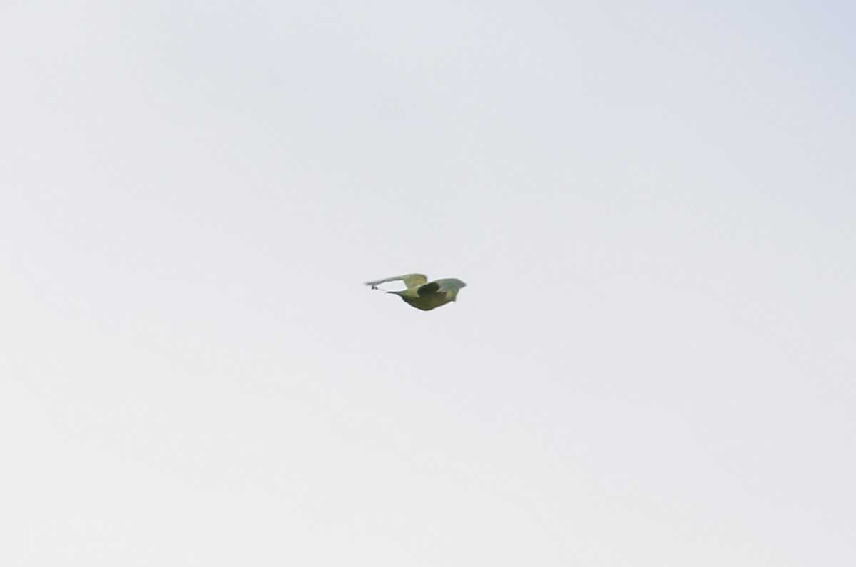 ルソンズアカウチワインコ (Prioniturus montanus)