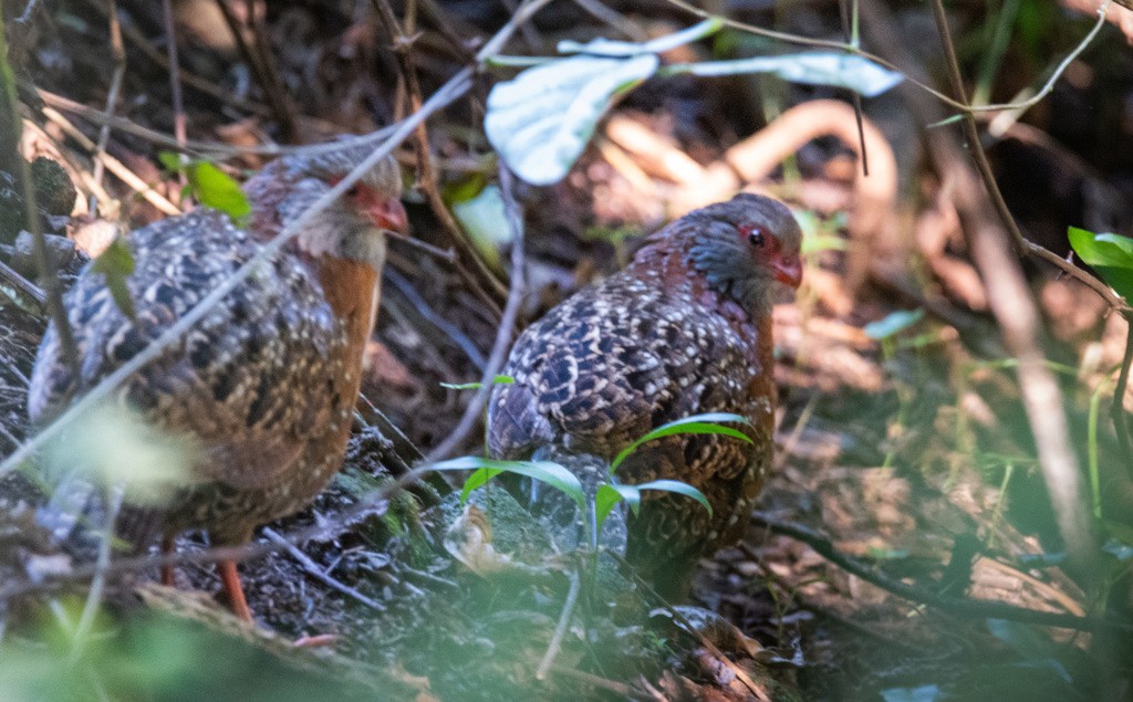 Wood partridges (Dendrortyx)