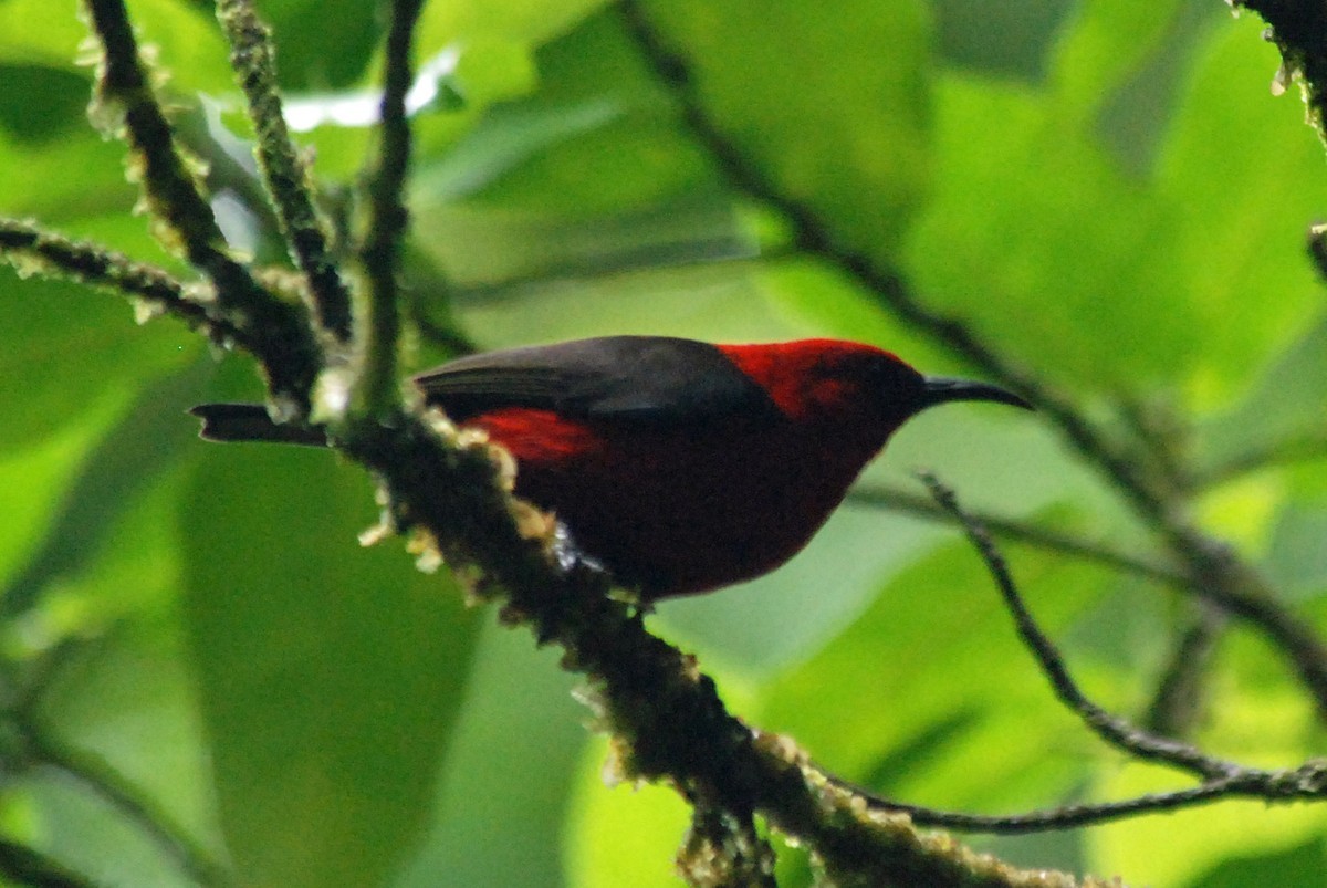 Suga-mel-cardeal (Myzomela cardinalis)