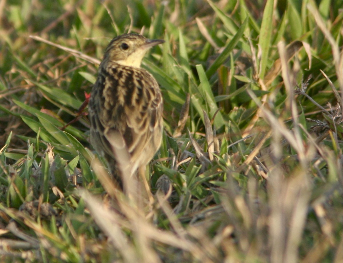 Bisbita amarillento (Anthus chii)