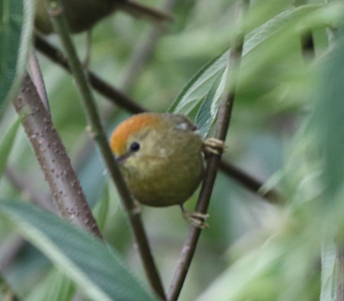 Timalí Coronirrojo (Cyanoderma ruficeps)