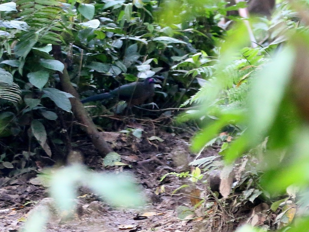 Asian Ground-cuckoos (Carpococcyx)