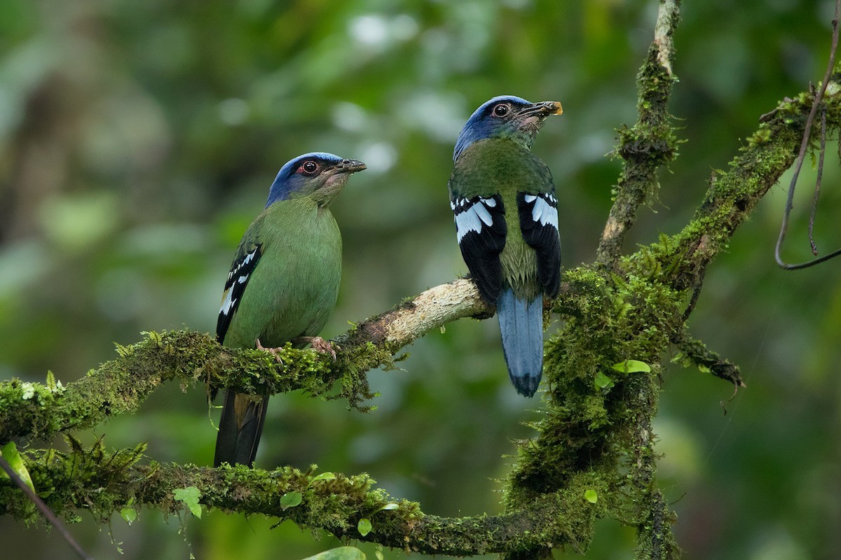 綠寬嘴鶇 (Cochoa viridis)