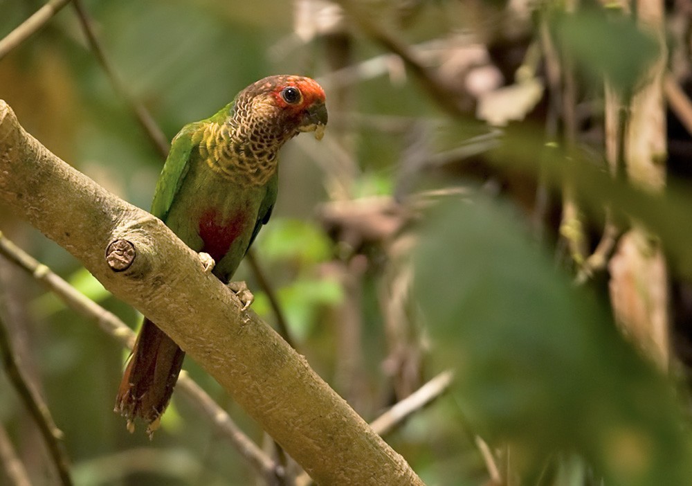 ペルーウロコインコ (Pyrrhura roseifrons)