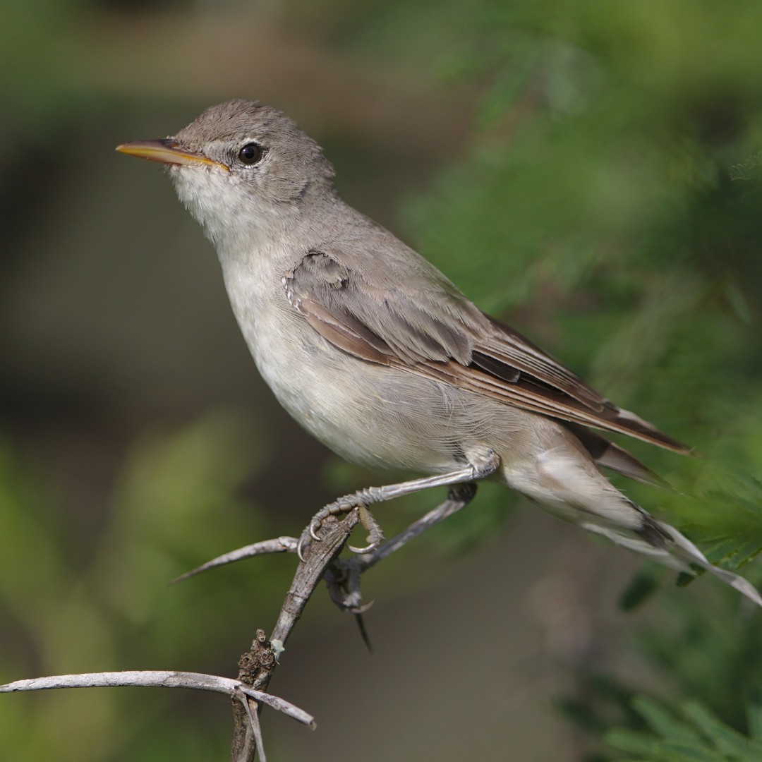 橄欖樹蘺鶯 (Hippolais olivetorum)