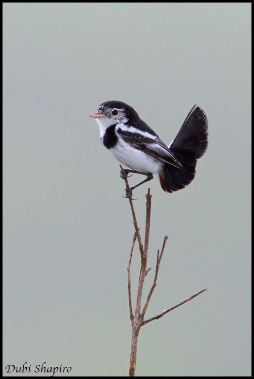 Alectrurus (Alectrurus)
