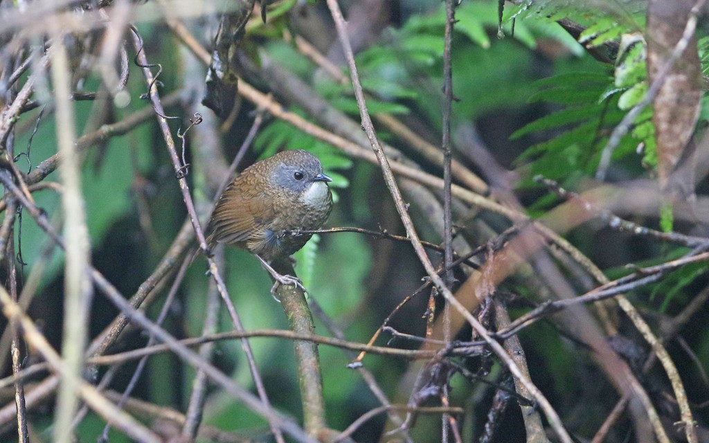 Ratina gorjipálida (Spelaeornis kinneari)