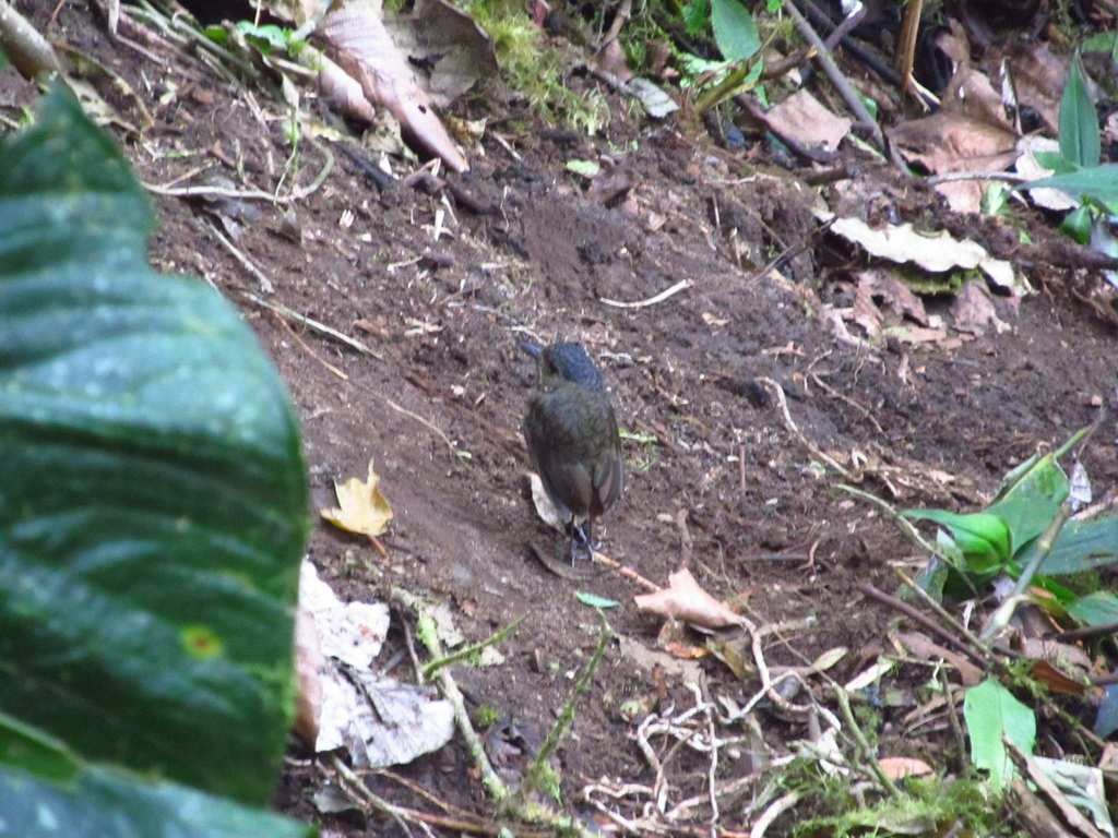 Scaled Antpitta (Grallaria guatimalensis)