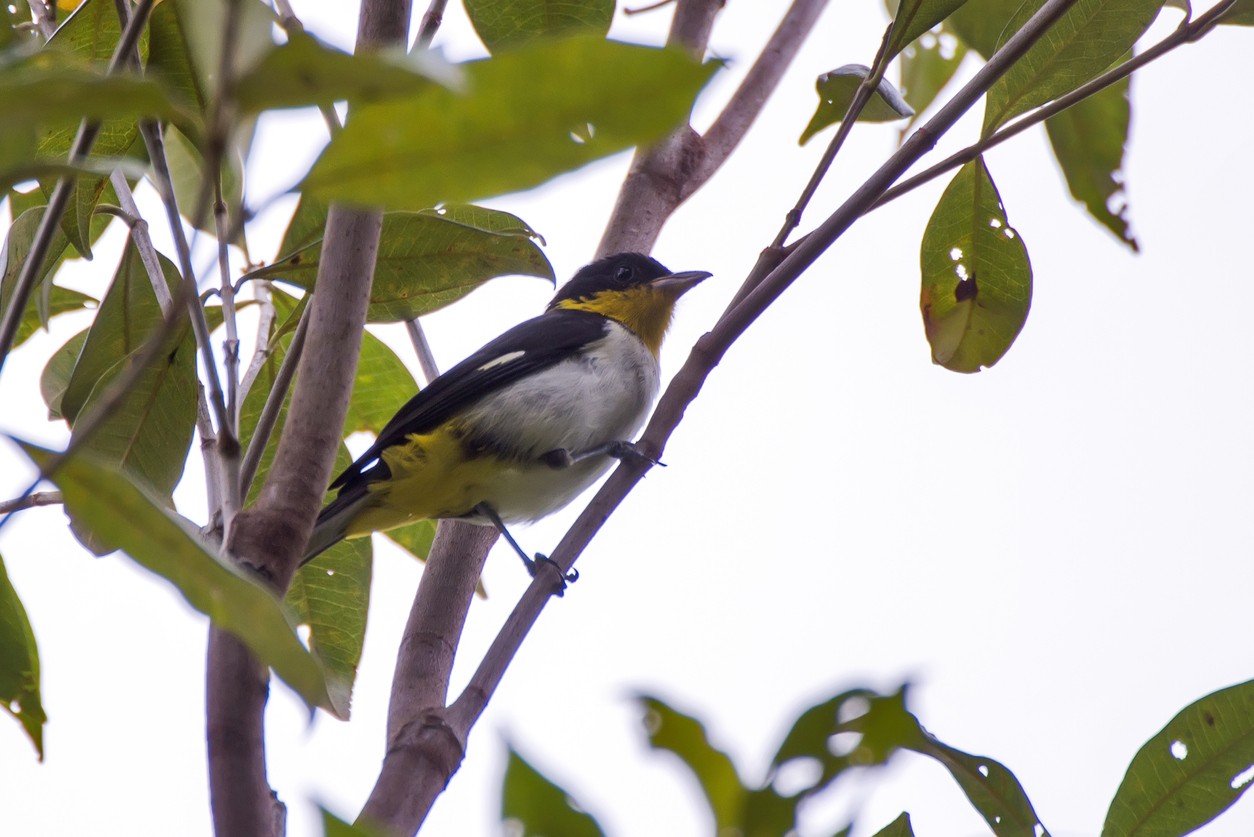 Gelbbürzeltangare (Hemithraupis flavicollis)