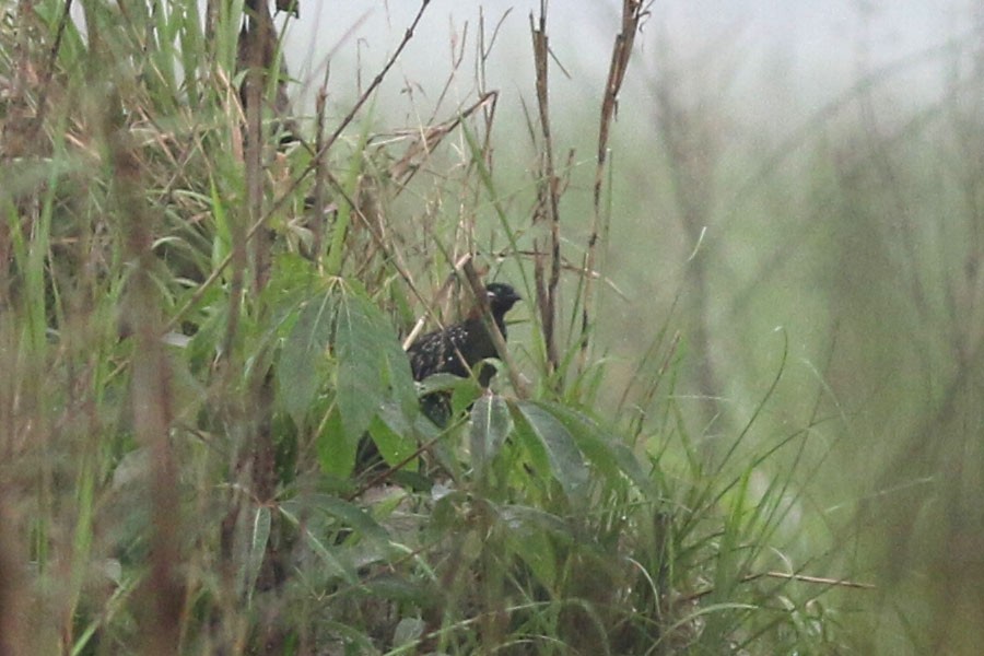 Black Francolin (Francolinus francolinus)