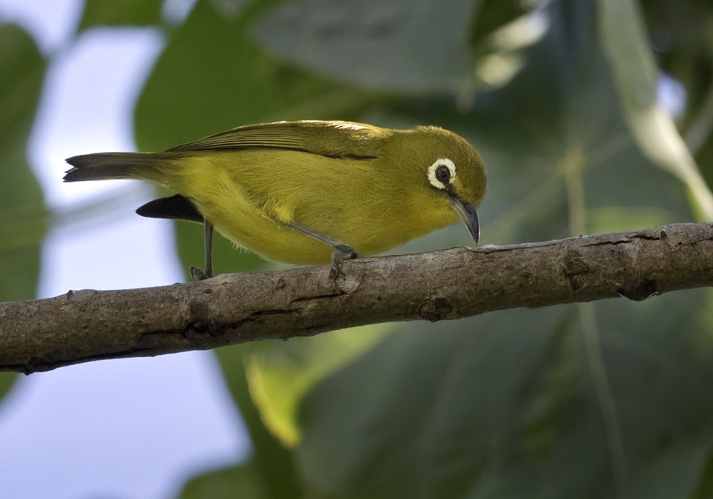 Vanuatu white-eye