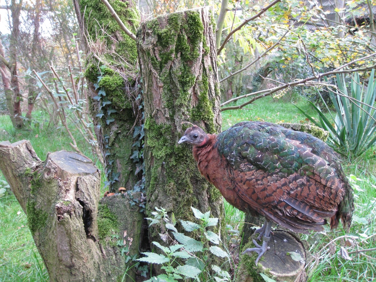 African peafowl (Afropavo)