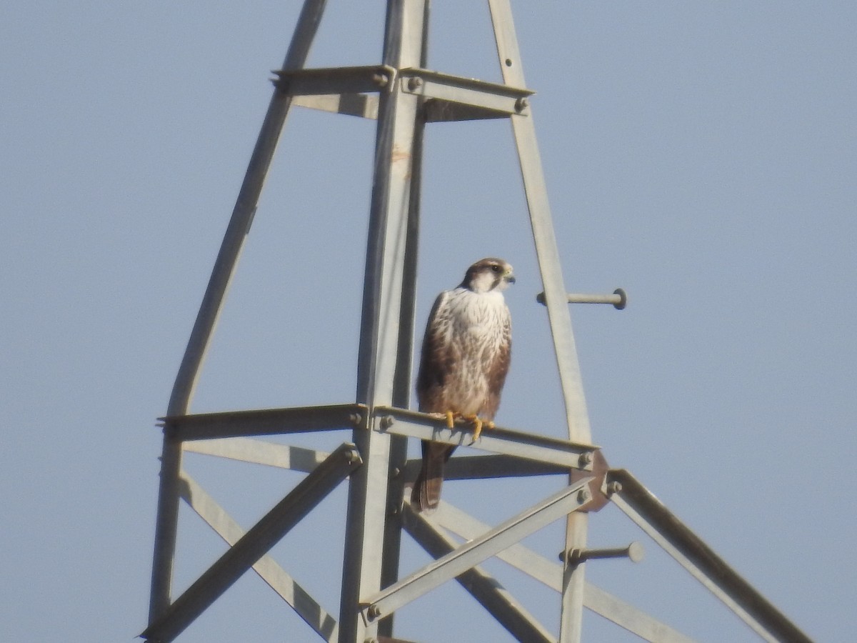 印度獵隼 (Falco jugger)