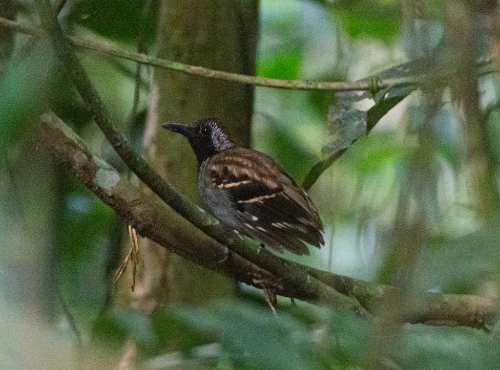 Bonte Mierlijster (Myrmornis torquata)