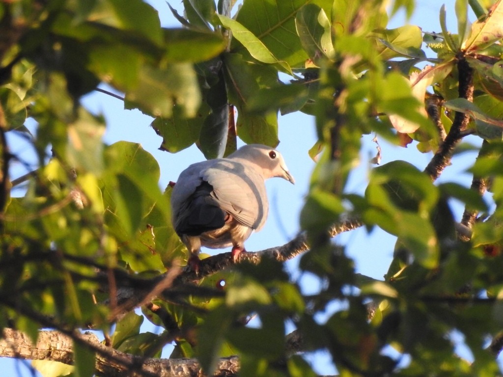 Island Imperial Pigeon (Ducula pistrinaria)