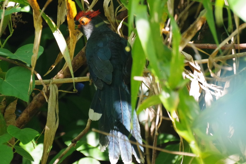 Malkoha (Dasylophus)