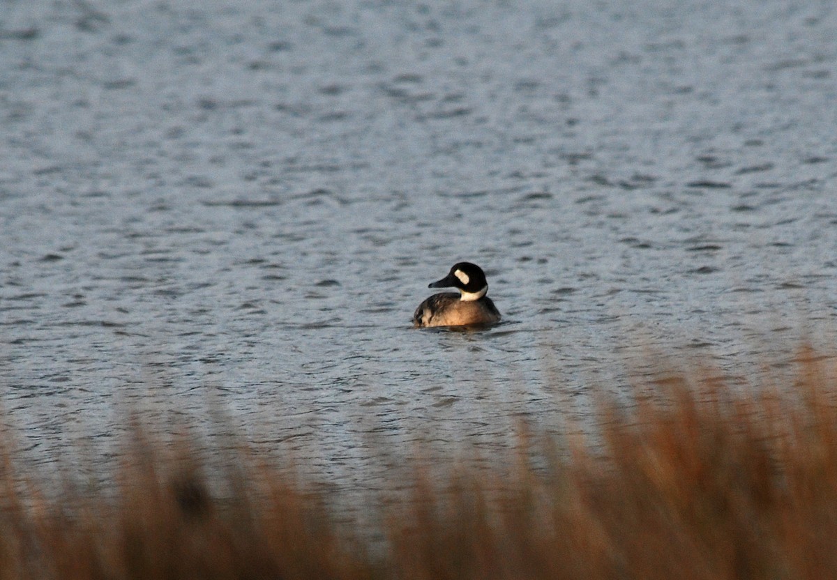 Bronze-winged Duck (Speculanas)