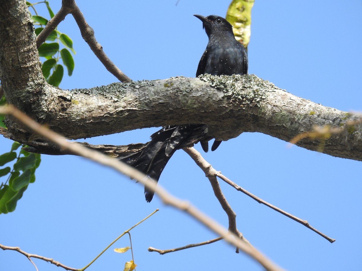 Drongo-cuckoos (Surniculus)