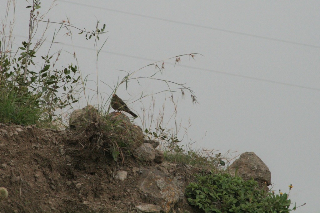Jemenlijster (Turdus menachensis)