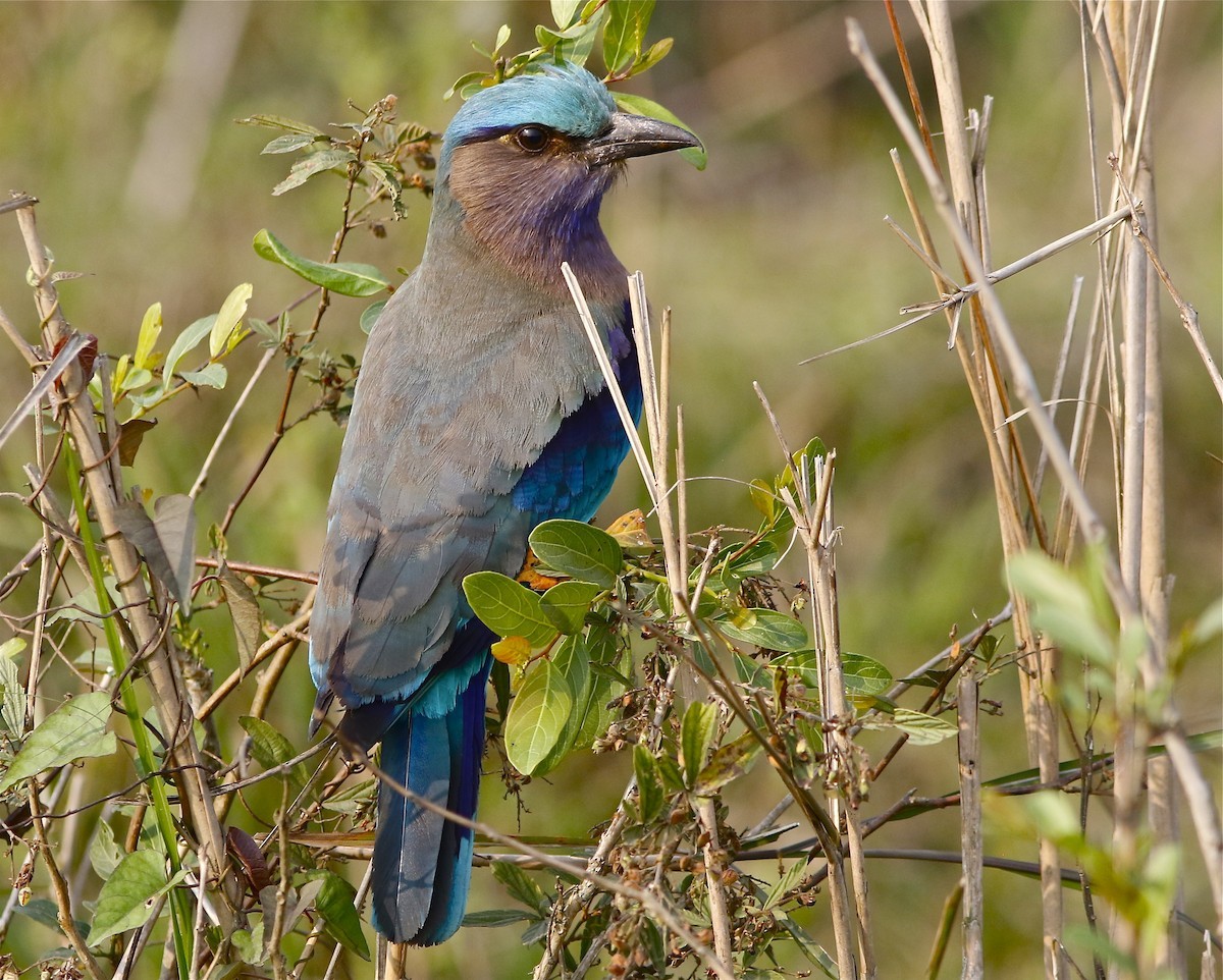 Purpurbrustracke (Coracias affinis)