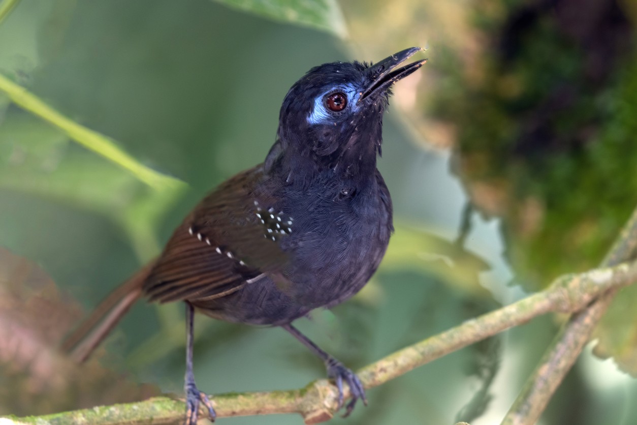 Bruinrugmiervogel (Poliocrania exsul)