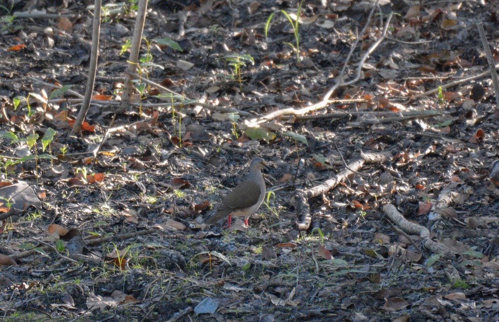 Graukopftaube (Leptotila plumbeiceps)