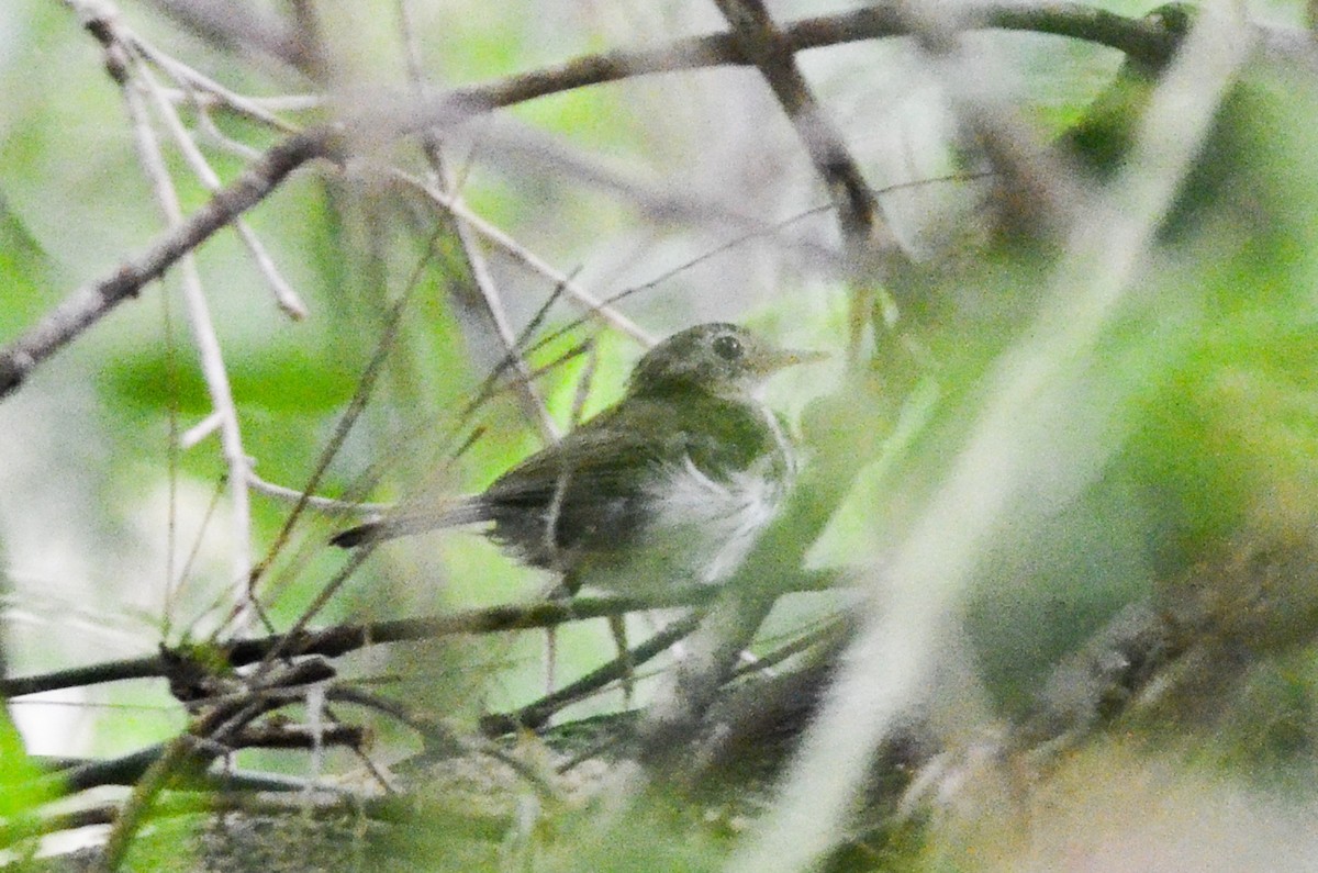 Antpipits (Corythopis)