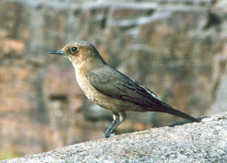 Chasco-indiano (Oenanthe fusca)