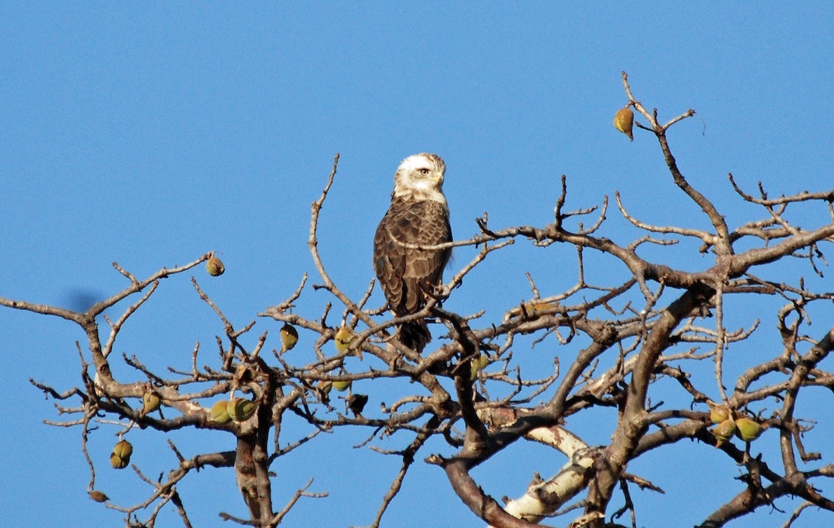 Culebrera coliblanca (Circaetus cinerascens)