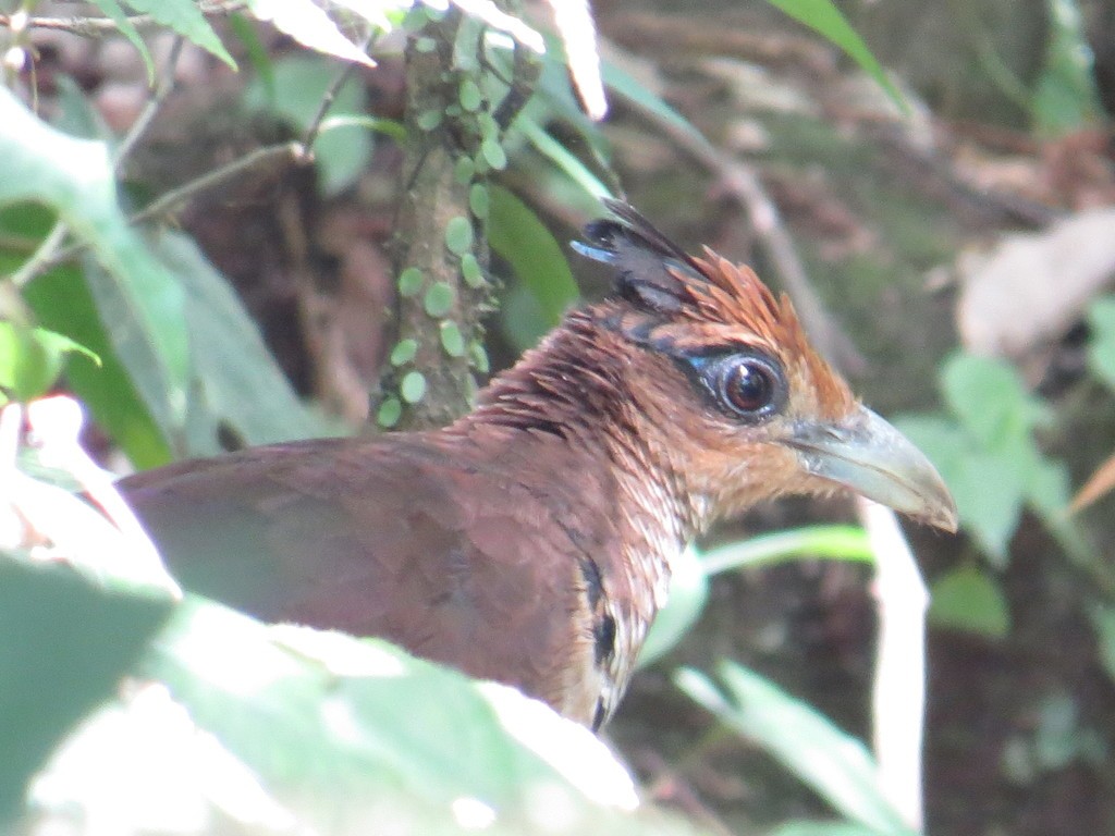 Neotropical ground-cuckoos (Neomorphus)