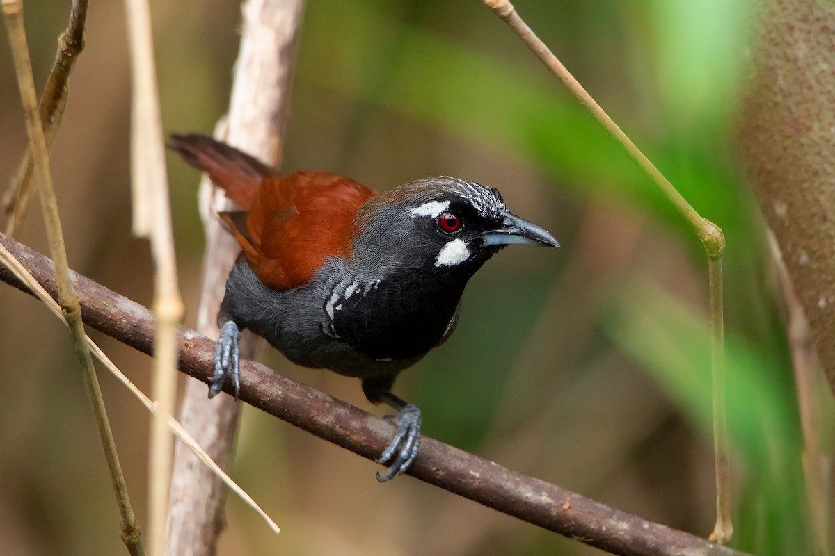 Timalí Gorjinegro (Stachyris nigricollis)