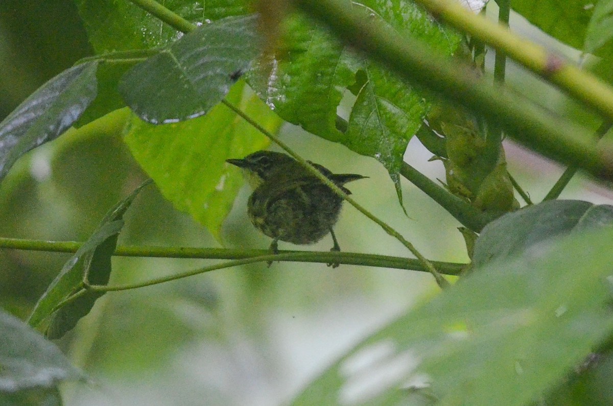 スジグロモリチメドリ (Zosterornis striatus)