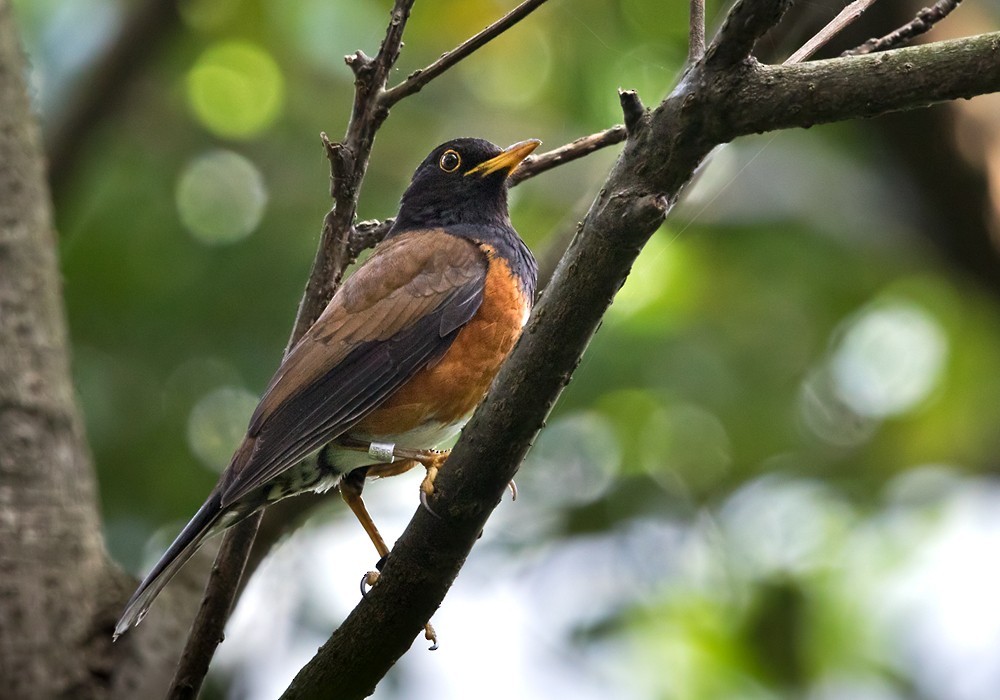 Izulijster (Turdus celaenops)