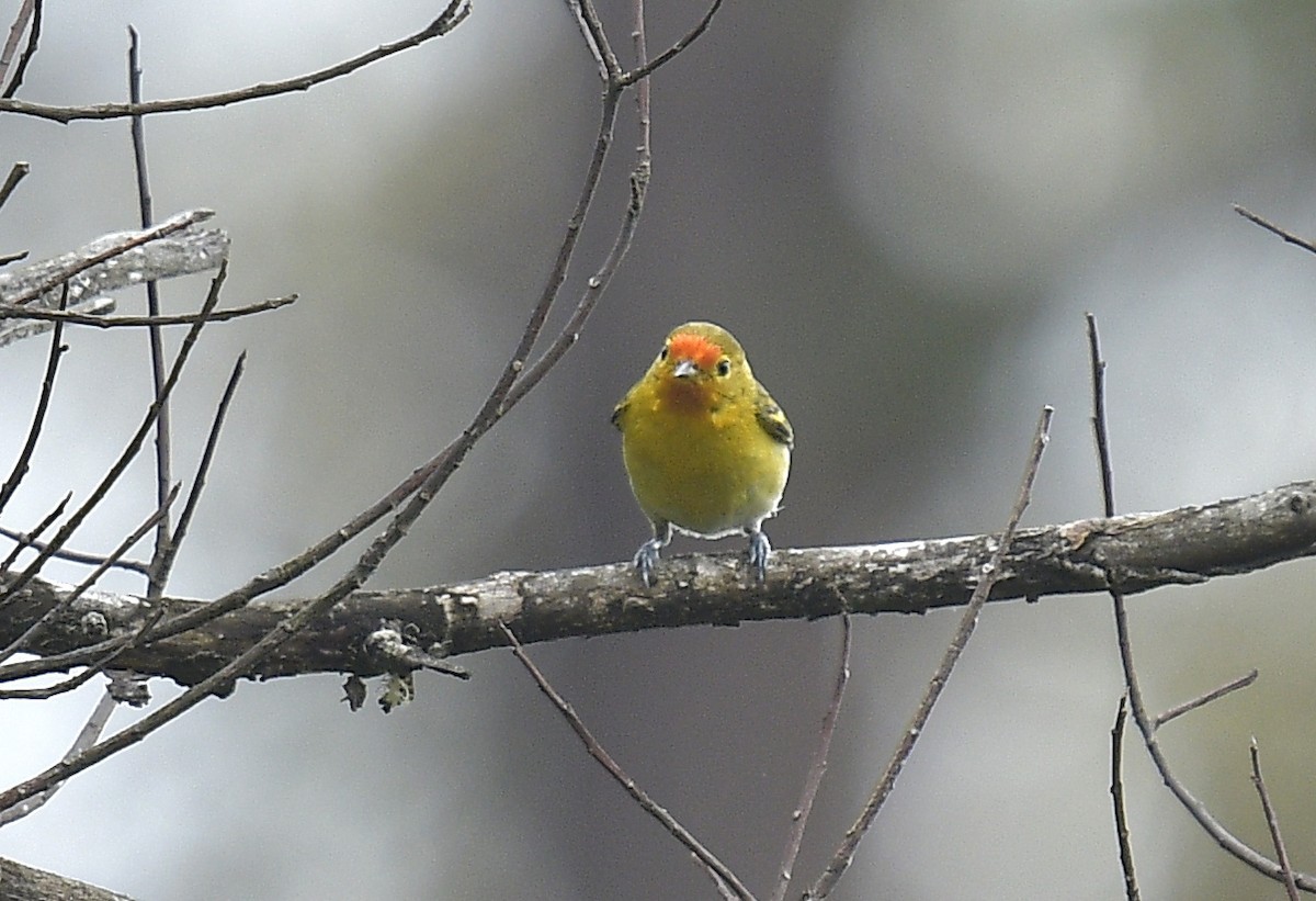 Cephalopyrus (Cephalopyrus)