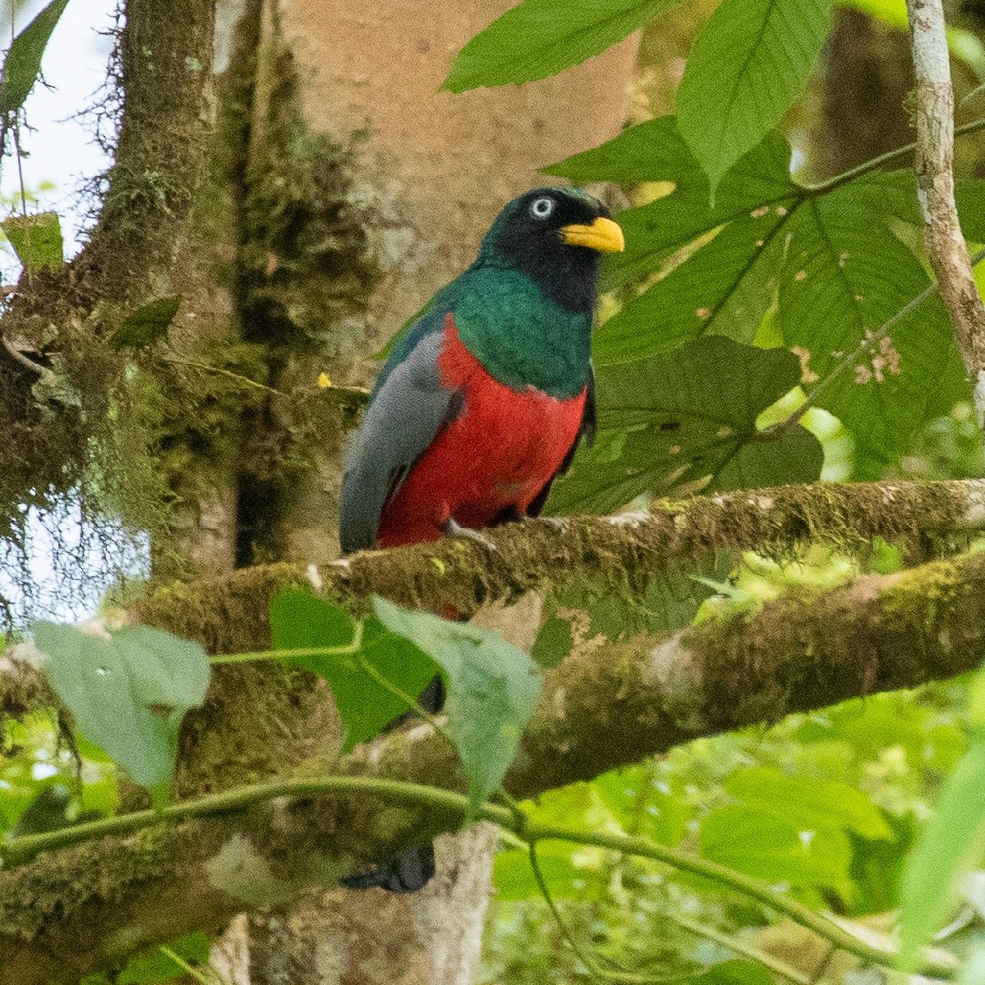 Trogon comptus (Trogon comptus)