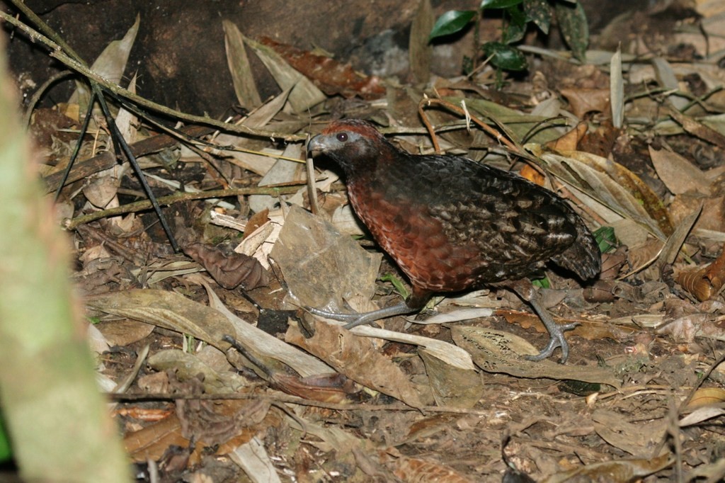 Wood quails (Odontophorus)