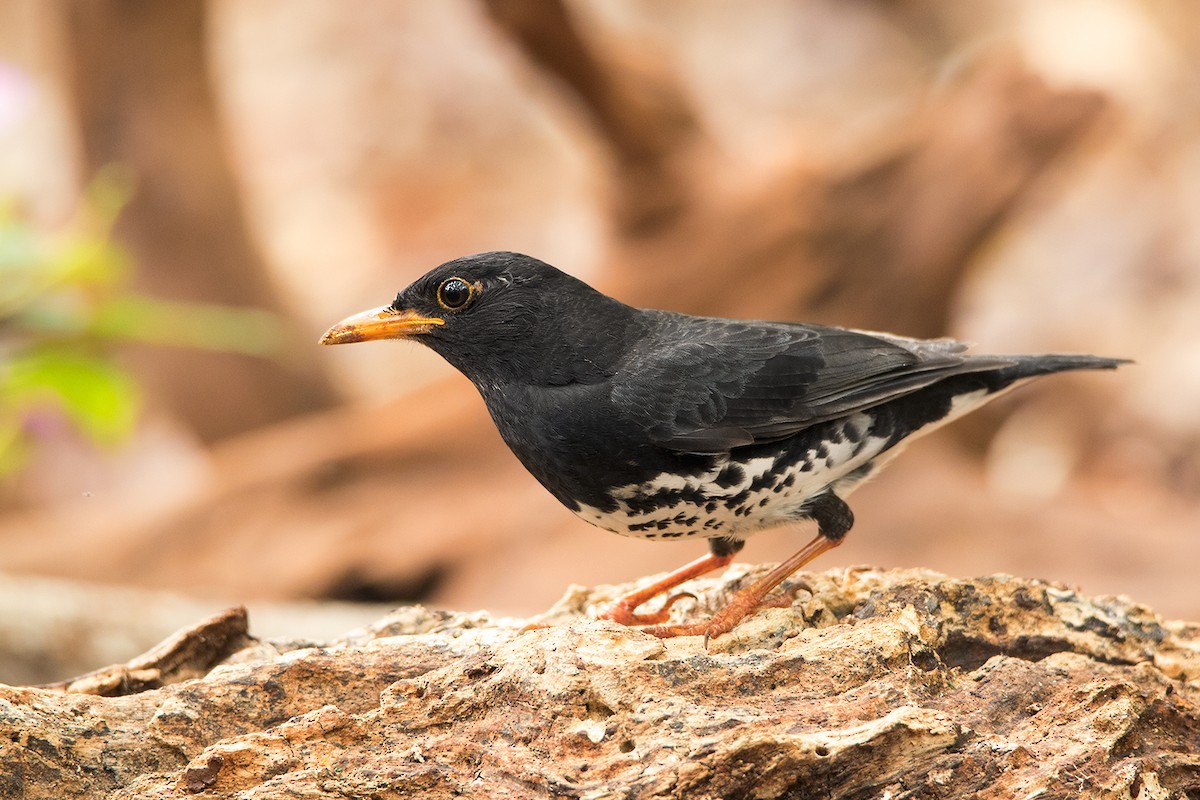 クロツグミ (Turdus cardis)