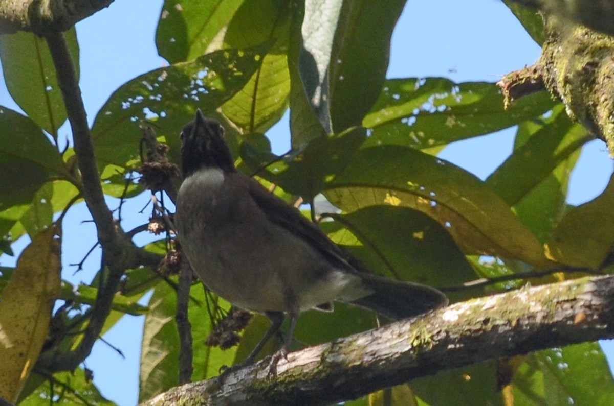 Witneklijster (Turdus albicollis)