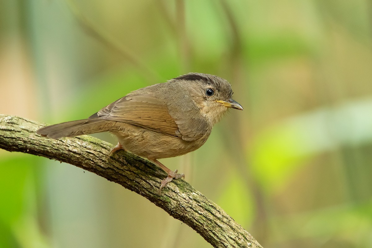 褐臉雀鶥 (Alcippe poioicephala)