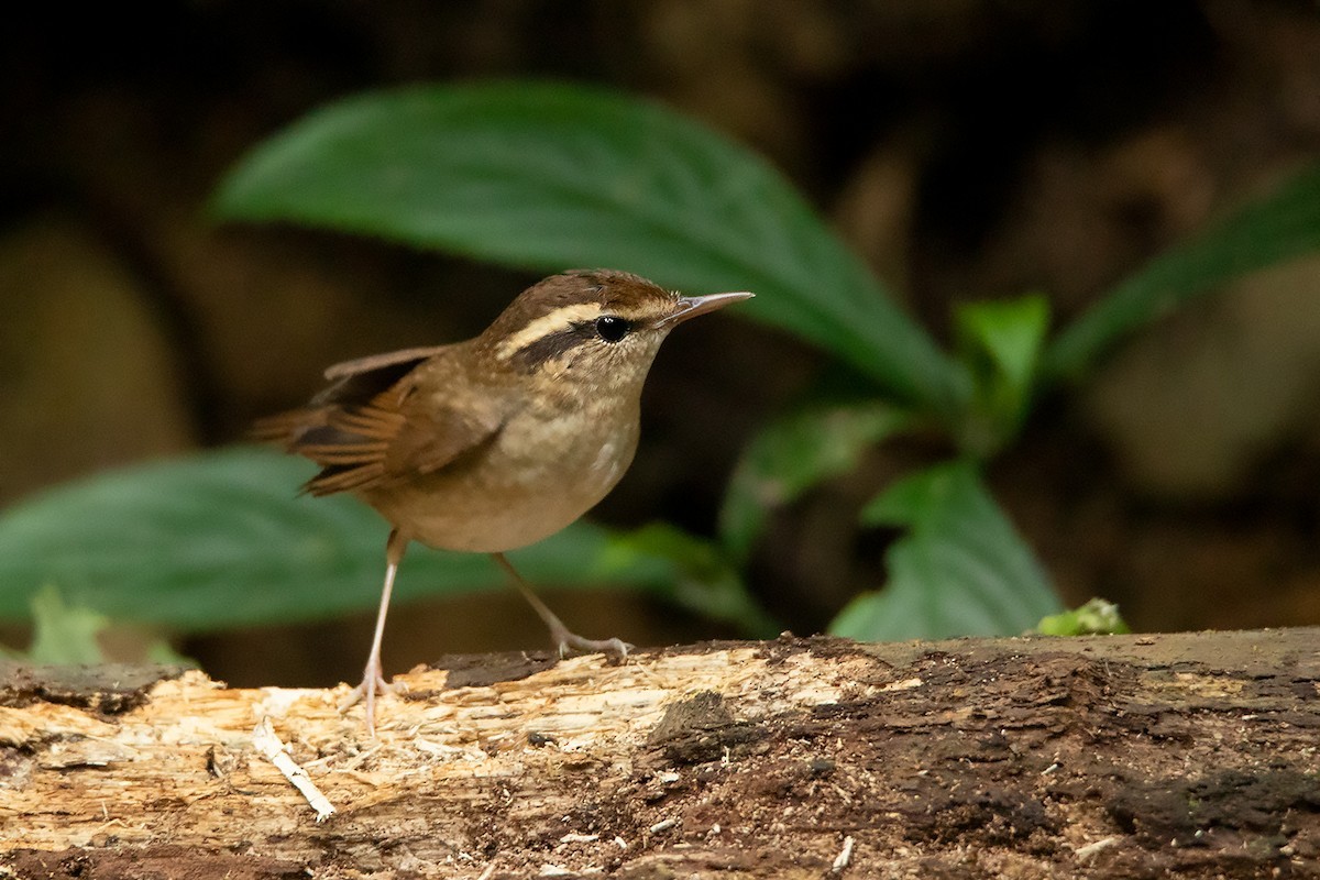 Asian Stubtail (Urosphena squameiceps)